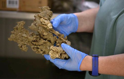 Из зубов российских мамонтов возрастом в 1,2 млн лет удалось извлечь ДНК. Фото: Андрей Ткачев/ТАСС