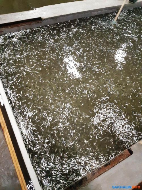 Погибшая молодь кеты