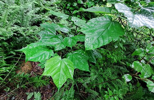 Алангиум платанолистный