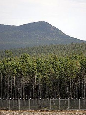 Часть лесной базы СП «Арикаим» арестована кипрской компанией, посчитавшей, что ей не заплатили за участки. Фото: Евгений Переверзев /  Коммерсантъ