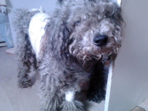 Пуделя, обваренного некими хулиганами в майские праздники, «Зооспасу» удалось спасти.