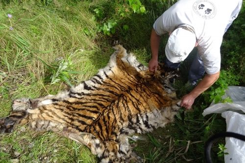 Шкура тигра