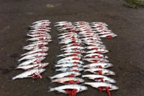 Всю рыбу посчитали.