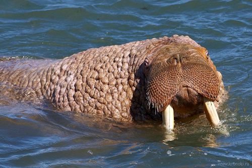 Тихоокеанский морж. Камчатка. Фото Михаила Шлемова