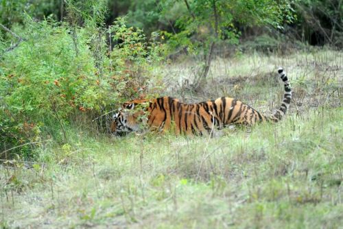 В Центре реабилитации и реинтродукции тигров и других животных. Фото пресс-службы Президента России