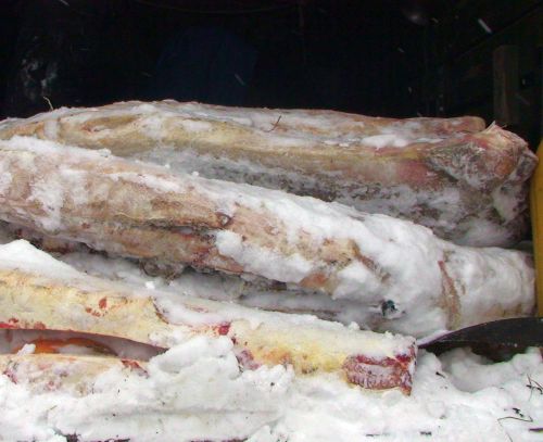 Схрон рыбы на реке