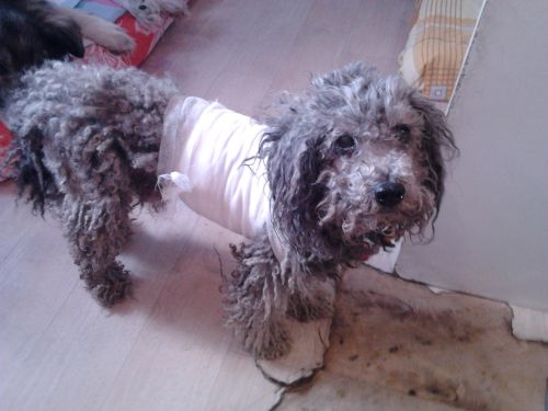 Уличных собак в Комсомольске теперь нельзя кормить.