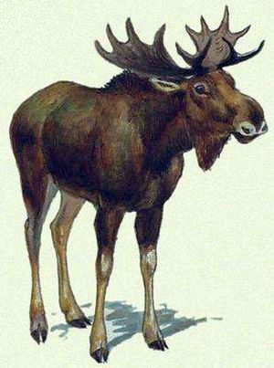 Лось Северный олень