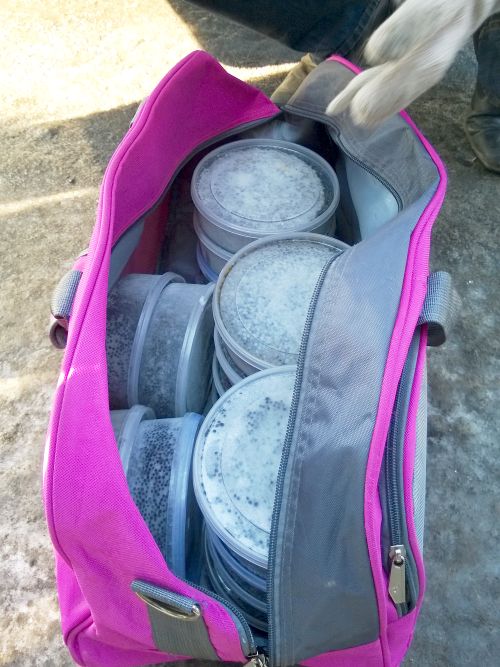 Сумка с икрой