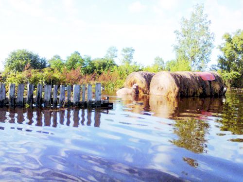 В п. Николаевка Смидовичского района с владельцев крупного рогатого скота, пострадавших от наводнения, требуют по две с лишним тысячи рублей за рулон благотворительного сена