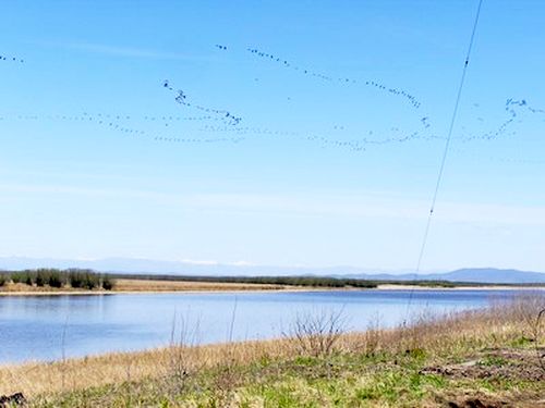 Весенний перелет птиц в Приболонье