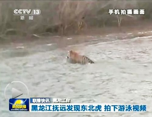 Амурский тигр переплыл Уссури / 东北虎横渡乌苏里江