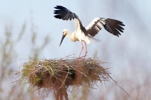 Дальневосточный аист