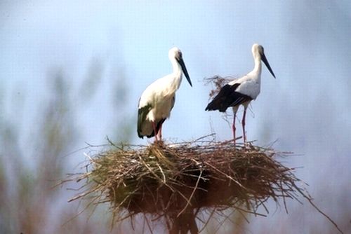 Дальневосточные аисты в Болоньском заповеднике
