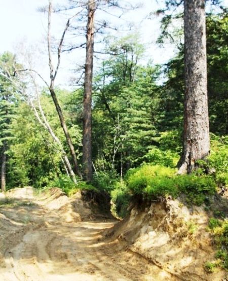 Усыхание кедров в результате прокладки летних лесовозных дорог