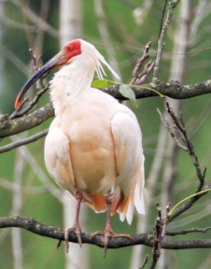 Красноногий ибис (лат. Nipponia nippon)