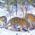 Двадцать шесть амурских тигров зафиксировали фотоловушки в нацпарке «Бикин»