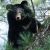 В Хабаровском крае губернатор запретил охоту на белогрудых медведей