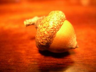 Вот такой он - желудь