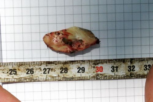 Фото 3. Фрагмент обломанного клыка тигра Ивана (№ 90), оторвавшего петлю во время отлова WCS (17 июня 2008 г., Сихотэ-Алинский заповедник, окрестности бухты Благодатной) (фото С. Колчина)