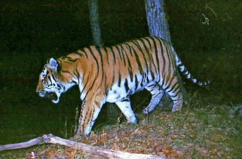 Фото 8. Тигр Иван за две недели до отлова в октябре 2009 г. Зверь имеет хорошую физическую форму и достаточно упитан (снимок сделан фотоловушкой WCS 13 октября 2009 г.)