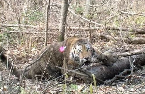 Фото 10. Тигр Боксёр, пойманный ПДЭ РАН в Уссурийском заповеднике. Лапа тигра перетянута петлёй Олдрича (кадр из фильма о Программе изучения амурского тигра на Российском Дальнем Востоке ИПЭЭ им. А.Н. Северцова РАН)
