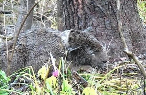 Фото 11. Тигрица Серьга, в очередной раз пойманная ПДЭ РАН (кадр из фильма о Программе изучения амурского тигра на Российском Дальнем Востоке ИПЭЭ им. А.Н. Северцова РАН)