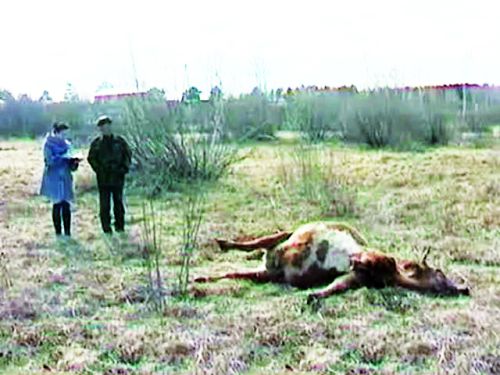 Австралийские коровы вымерли