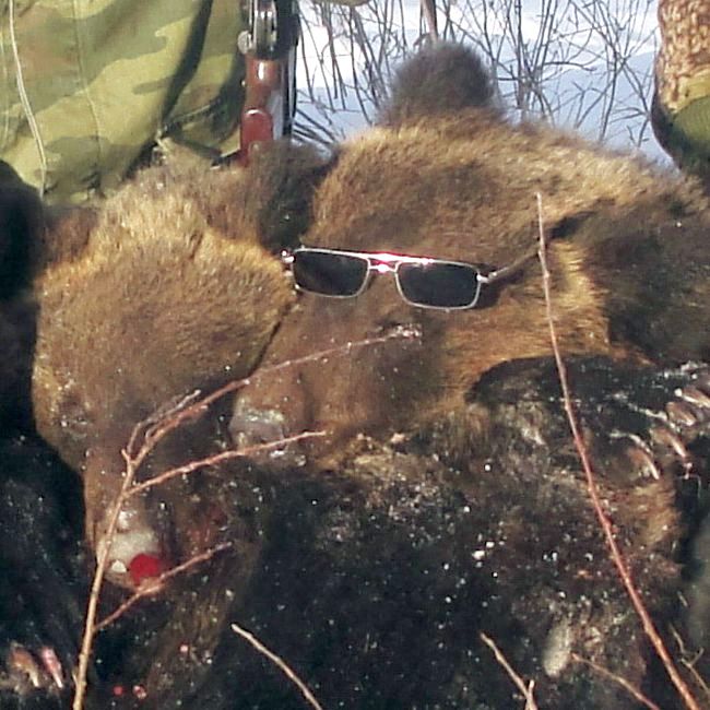 Очки на носу у убитого восьми-девятимесячного медвежонка. Очки вроде как самим Ряжским на нос медвежонку навешанные. Это не издевательство над призом, как ошибочно считают некоторые убийцы издалека, называющие себя охотниками, это знак того, что даже жертва «охотников» должна понимать, что сие не убийство малолетних дитяти и ихней мамы, а контроль и регулирование!