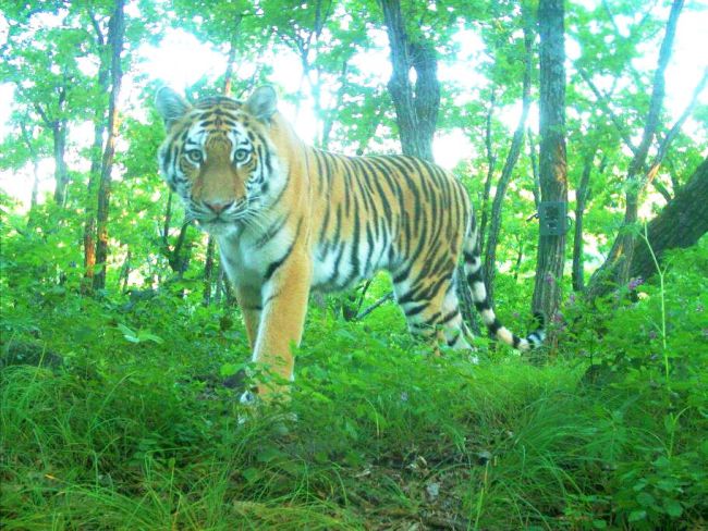 Амурский тигр. Кадр с фотоловушки ФГБУ «Земля леопарда»