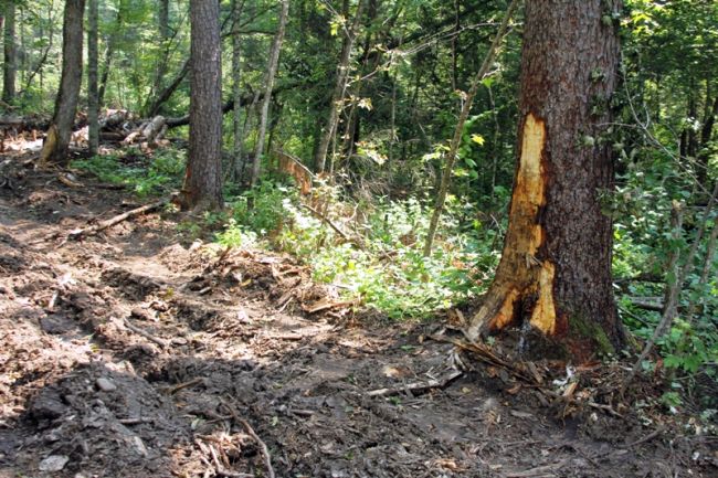 Уничтожение кедров при разработке лесосеки
