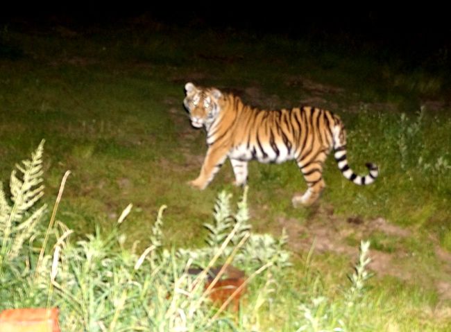 Тигренок. Фото Анюйского парка Хабаровского края.