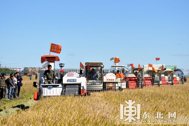 Сбор урожая в хозяйстве Баоцуаньлин (350 км от Харбина) провинции Хэйлунцзян. Фото Чжоу Вэй (周薇). 南方新闻网 (www.southcn.com)