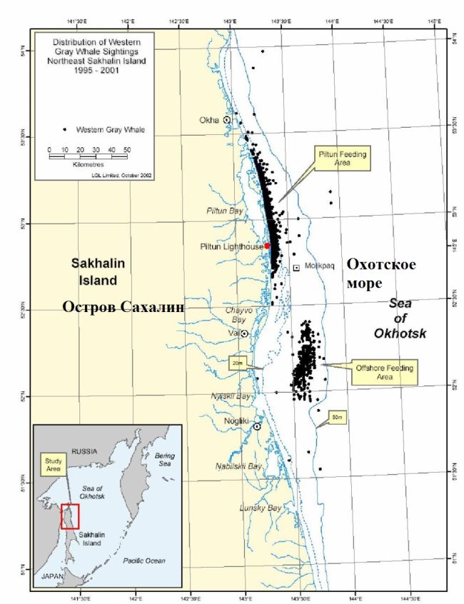 Районы питания серого кита западной популяции у северо-восточного побережья острова Сахалин (нажмите, чтобы увеличить)