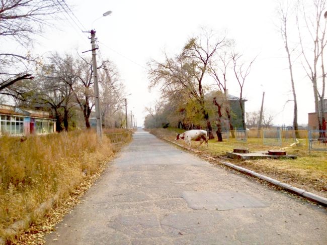 Только на первый взгляд кажется, что поселок Уссурийский опустел. На самом деле там живут люди! Фото сделано 26 октября, до снега. (нажмите, чтобы увеличить)