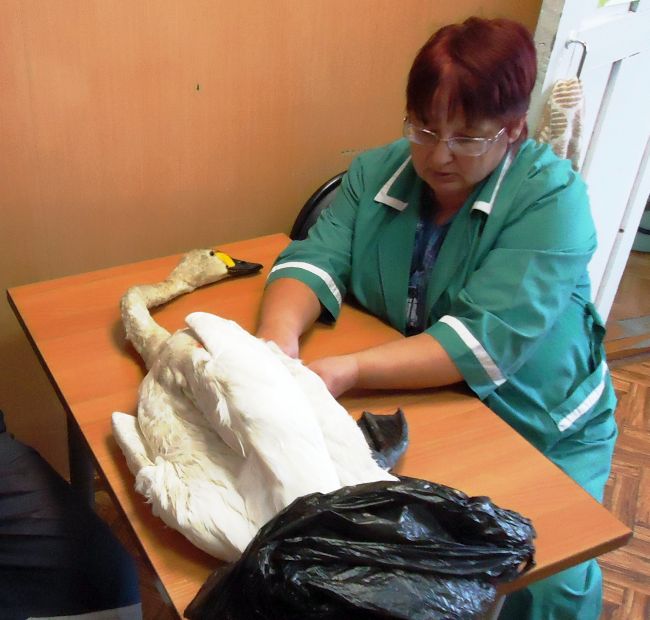 Птицу осмотрел ветврач