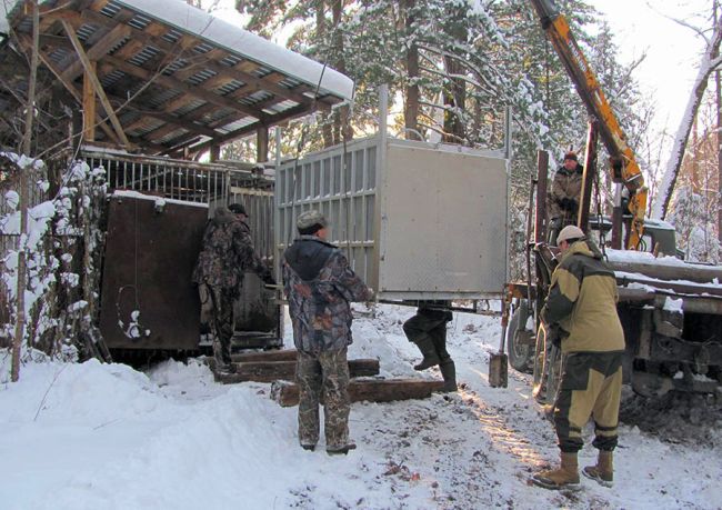 Переезд тигра. Фото предоставлено Центром реабилитации диких животных «Утес».