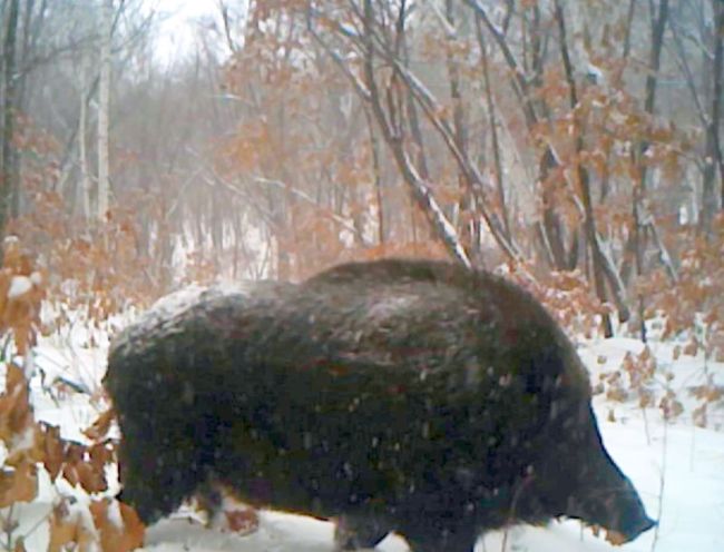 Свинья-медведь в Хинганском заповеднике/ Нажмите, чтобы УВЕЛИЧИТЬ (нажмите, чтобы увеличить)