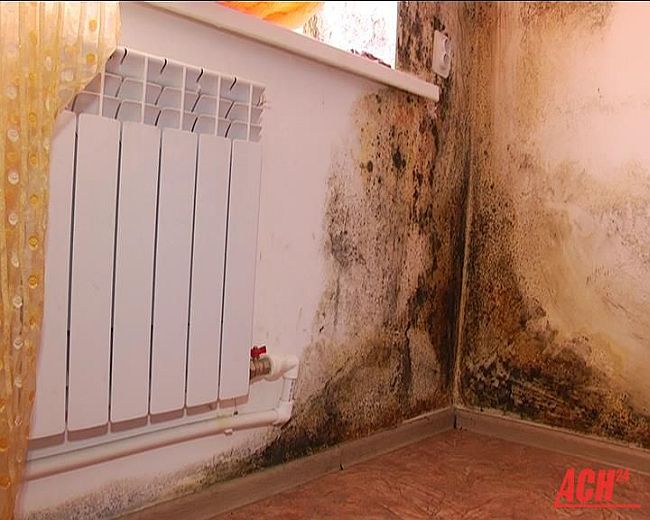 Трубы текут, по стенам завеса из плесени, на окнах зимой намерзает лед