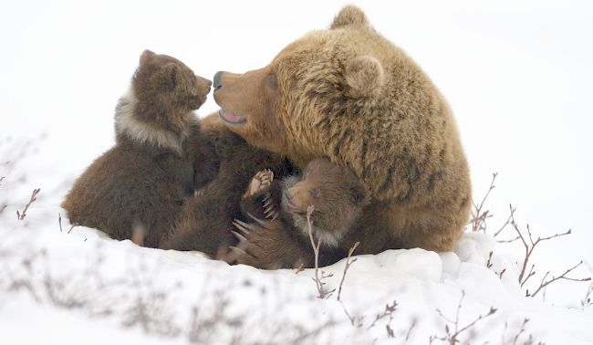 Бурые медведи. Фото Игорь Шпиленок