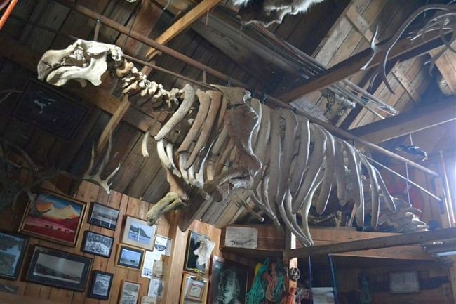 Сейчас скелет коровы Стеллера висит под крышей шеда, являя всем пример неблагоразумного и варварского поведения человека в природе