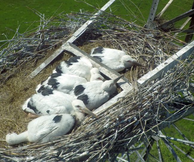 Скоро эти птенцы научатся летать и самостоятельно добывать себе пищу. Фото Олега Кабалика.