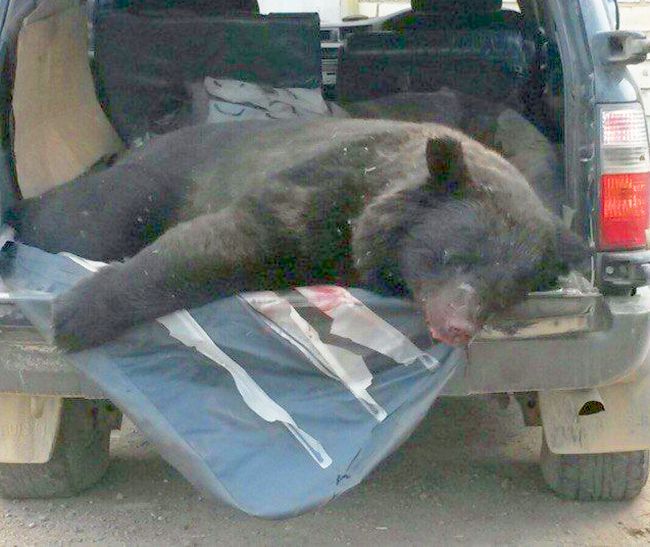 Убитых медведей тайно вывозят