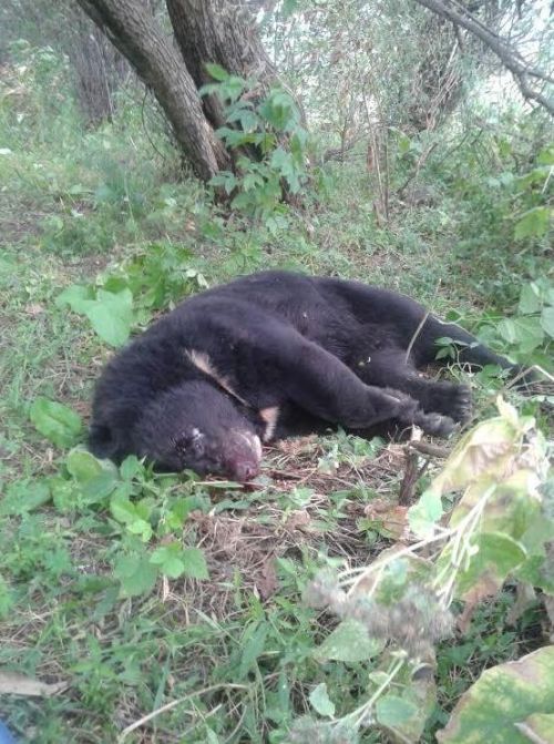 В медведей стреляют пасечники и дачники