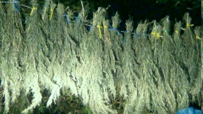 В ЕАО заготовляли коноплю