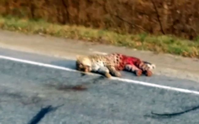 Леопарда сбили в Приморье