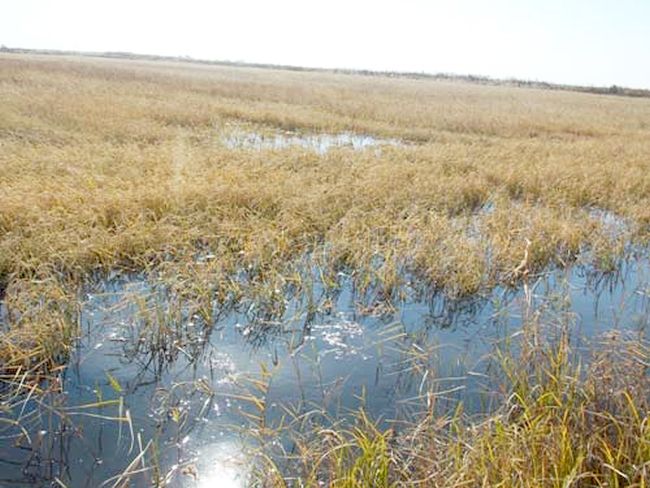 Вода в чеках стоит
