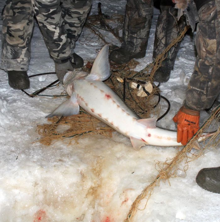 Всех рыб распутали и отпустили в Амур