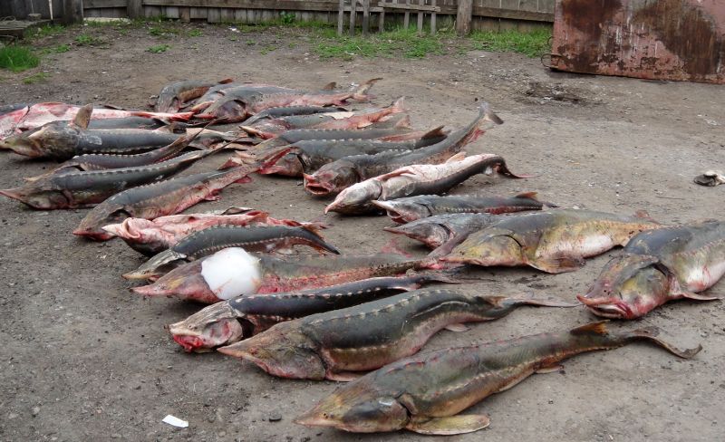 Браконьерский улов