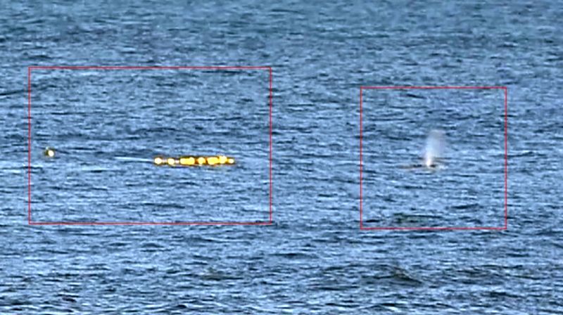 Серый кит в сети